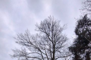 Riconoscimento Albero Monumentale