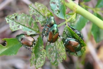 Emergenza Popillia Japonica